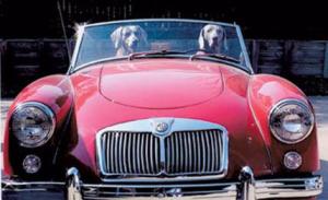 And on occasion, glamorous animals shilling cars.